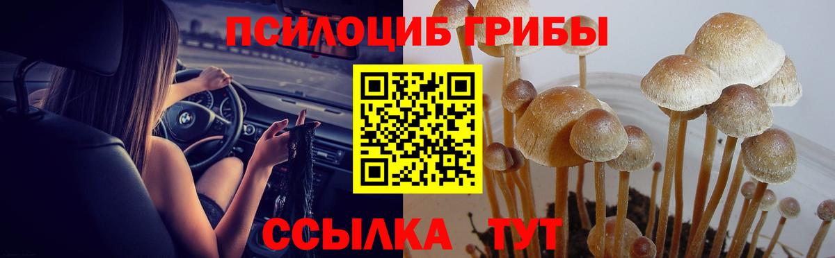 Псилоцибиновые грибы Cubensis  Вход с VPN  Коркино 